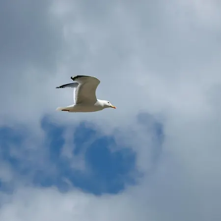 Appartement Letica Makarska